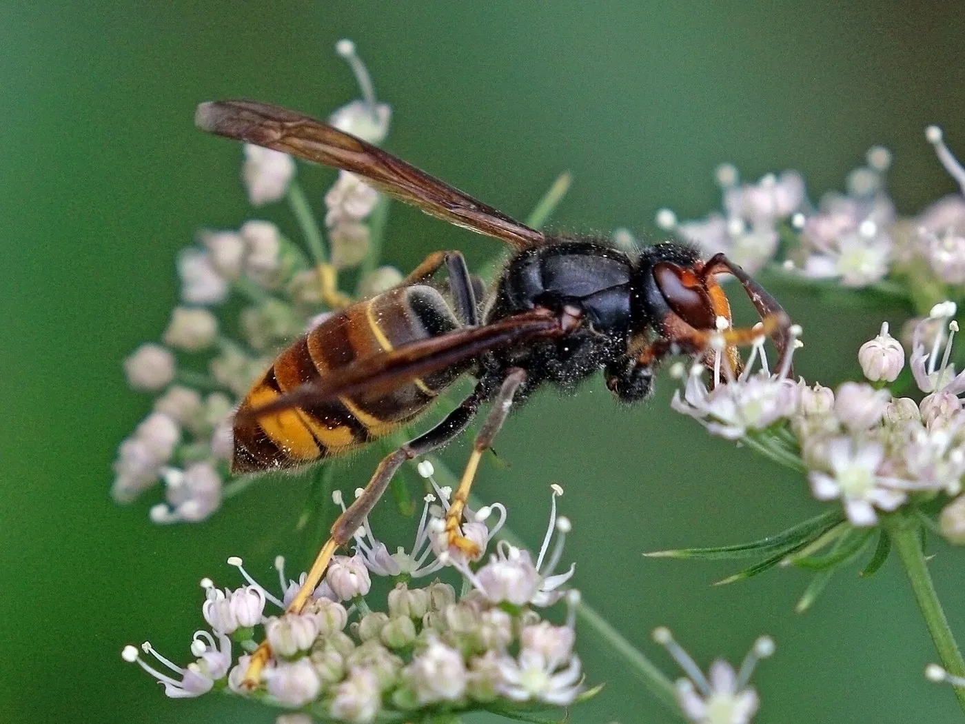 Frelon asiatique posé sur une ombelle : corps noir, bande orange, pattes jaunes