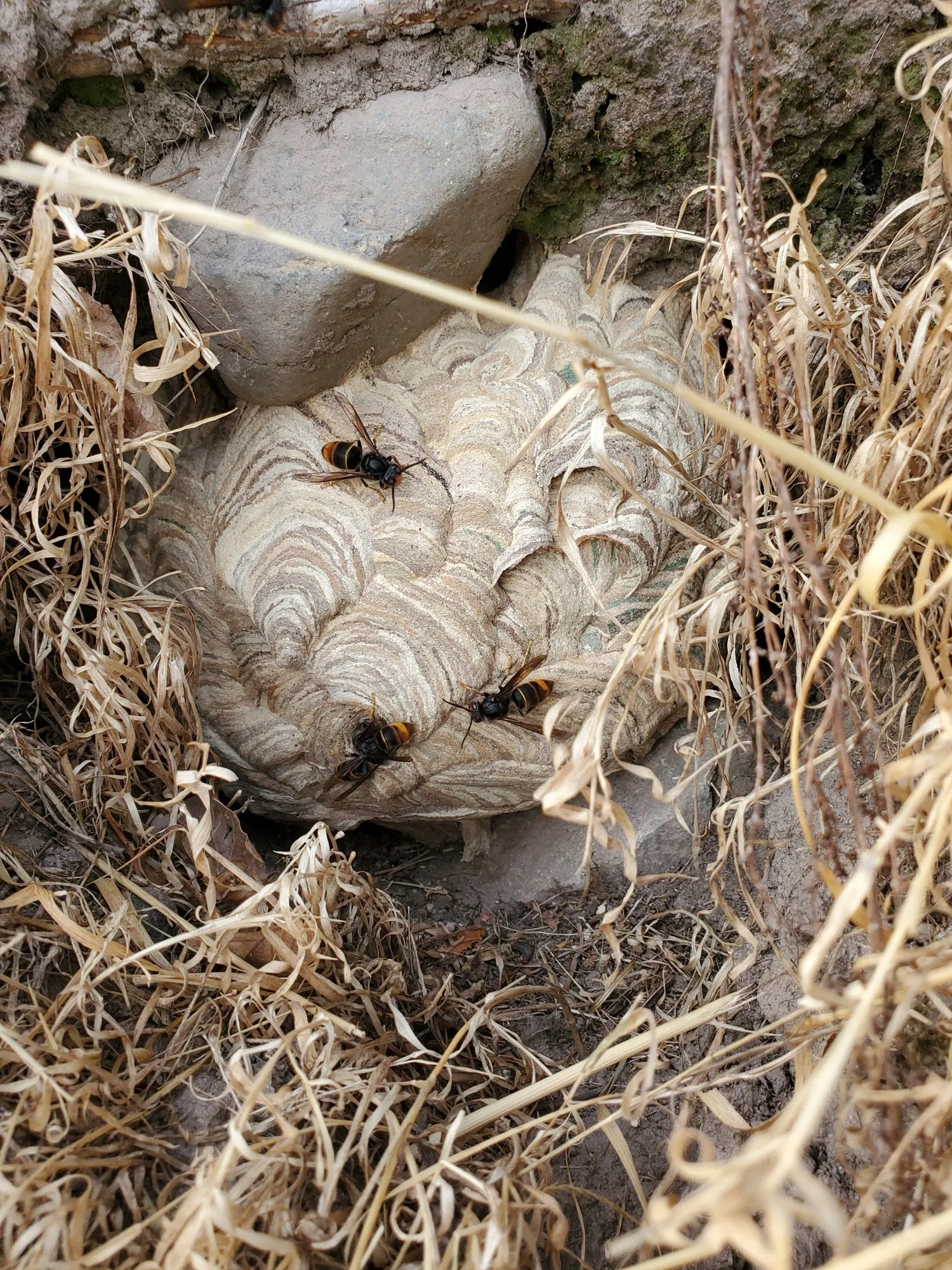 Nid dissimulé au ras du sol dans des herbes sèches
