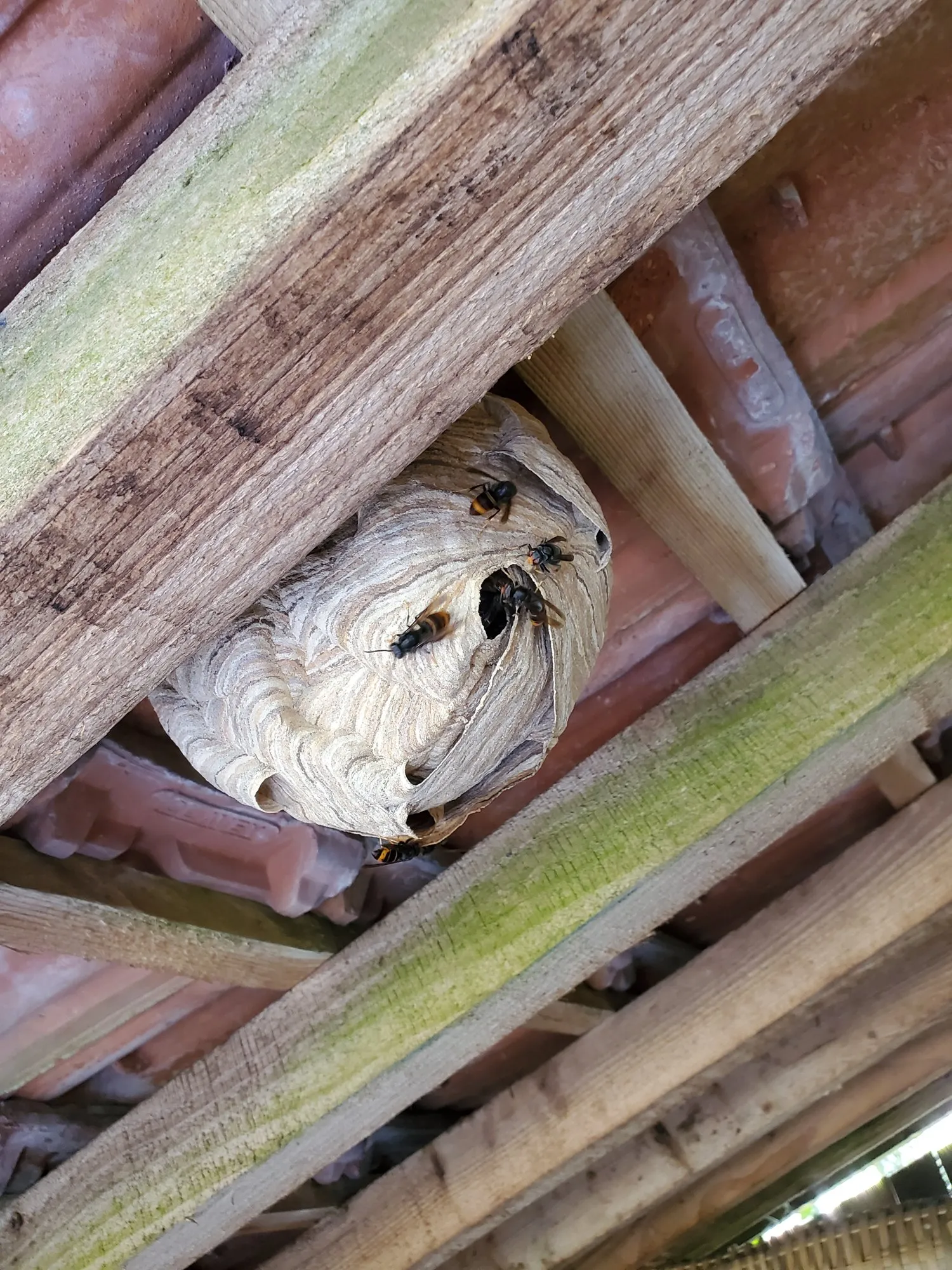 Nid de frelons asiatiques sous les tuiles d’une toiture